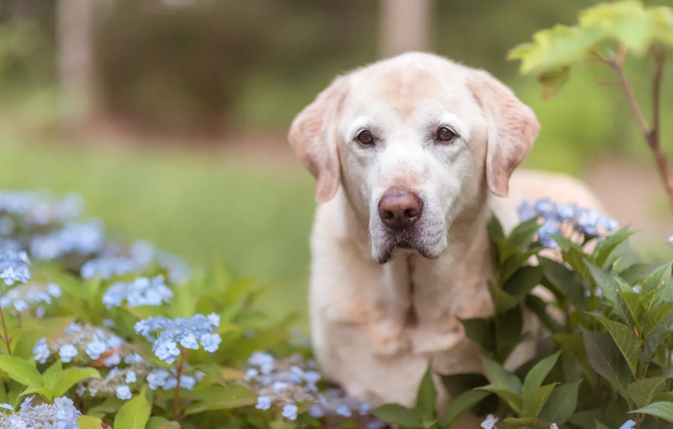 Photo wallpaper look, face, flowers, dog, hydrangea, Labrador Retriever