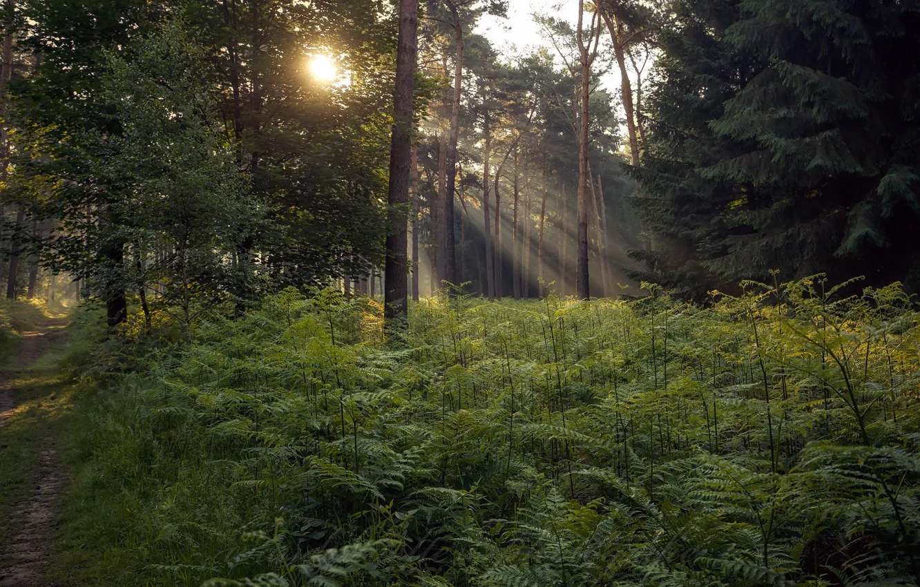 Photo wallpaper forest, summer, nature