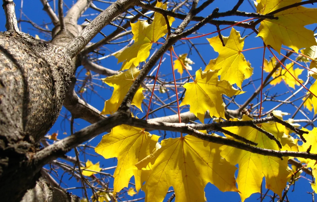 Photo wallpaper autumn, tree, yellow leaves