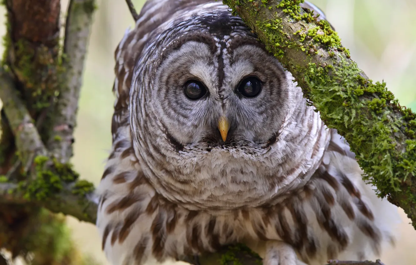 Photo wallpaper look, branches, owl, bird, A barred owl