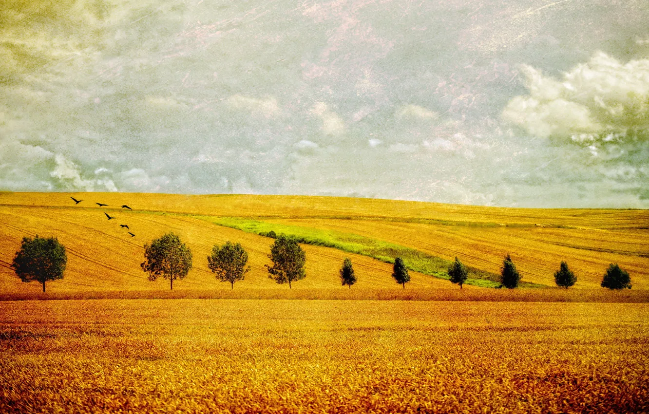 Photo wallpaper field, landscape, style, background