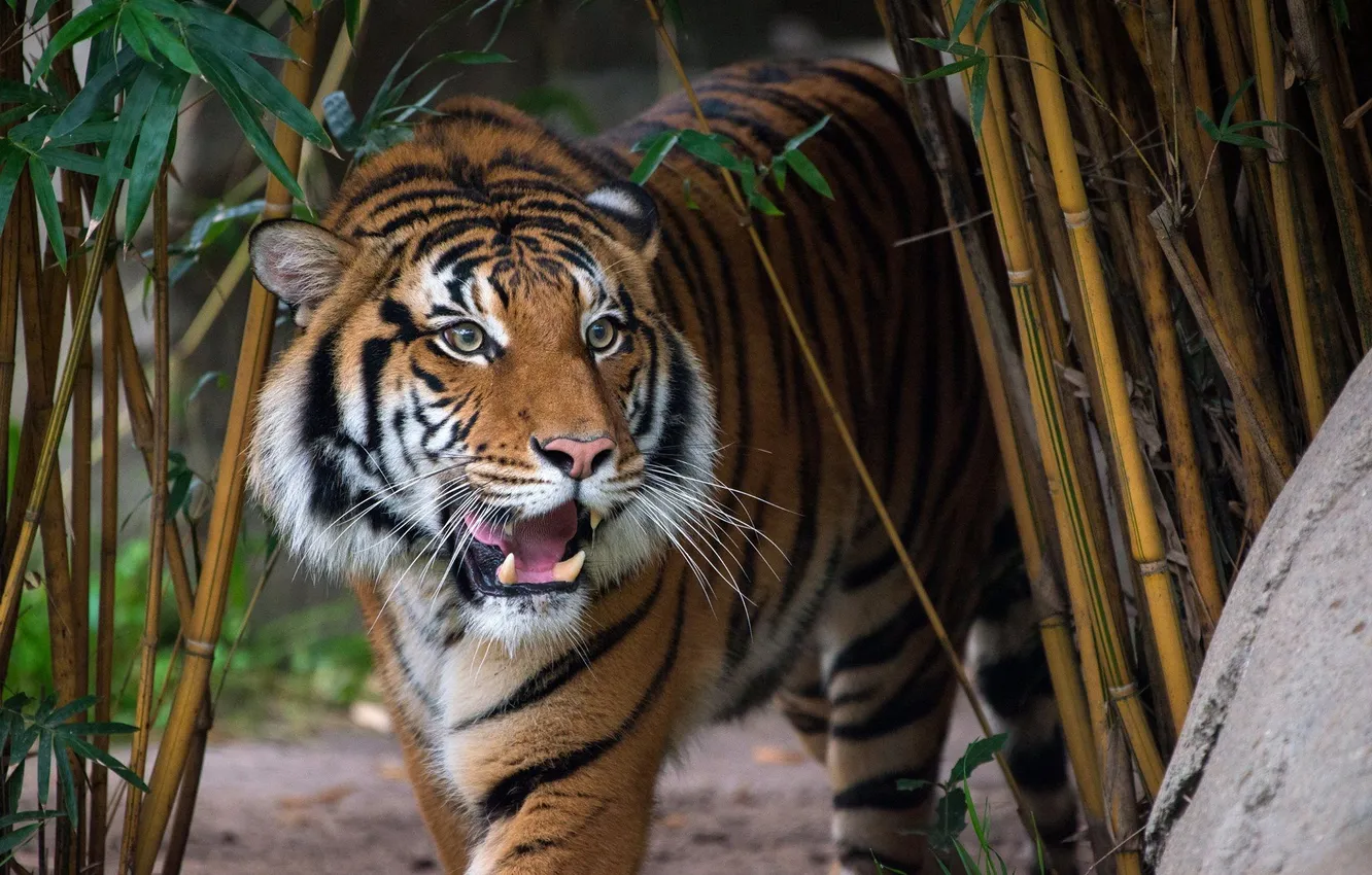 Photo wallpaper animals, look, nature, tiger, danger, plants, predator, jungle