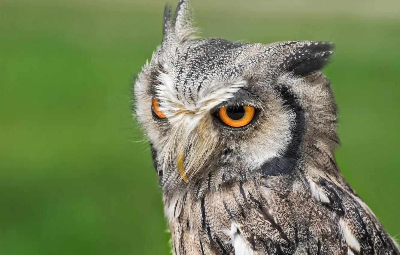 Photo wallpaper look, owl, bird, portrait, green background, owl