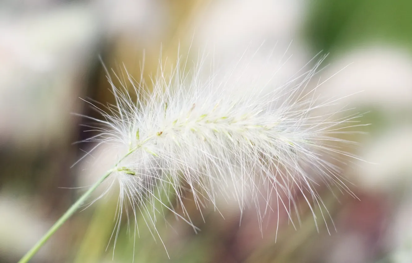 Photo wallpaper white, branches, plant