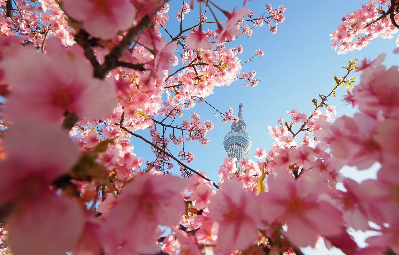 Photo wallpaper the sky, tower, Sakura, flowering
