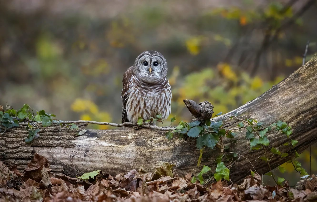 Photo wallpaper autumn, look, trees, nature, owl, bird, foliage, log