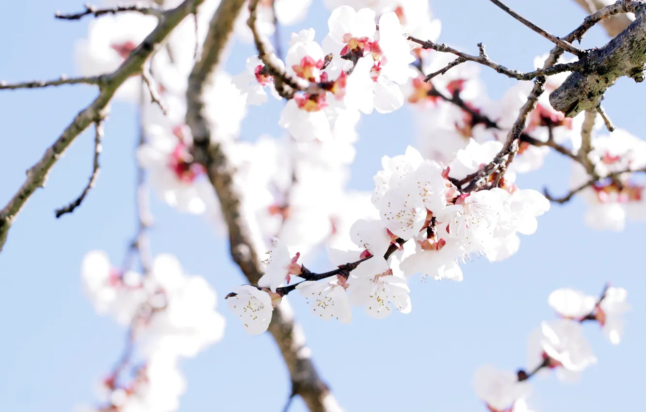 Photo wallpaper flowers, tree, spring, spring