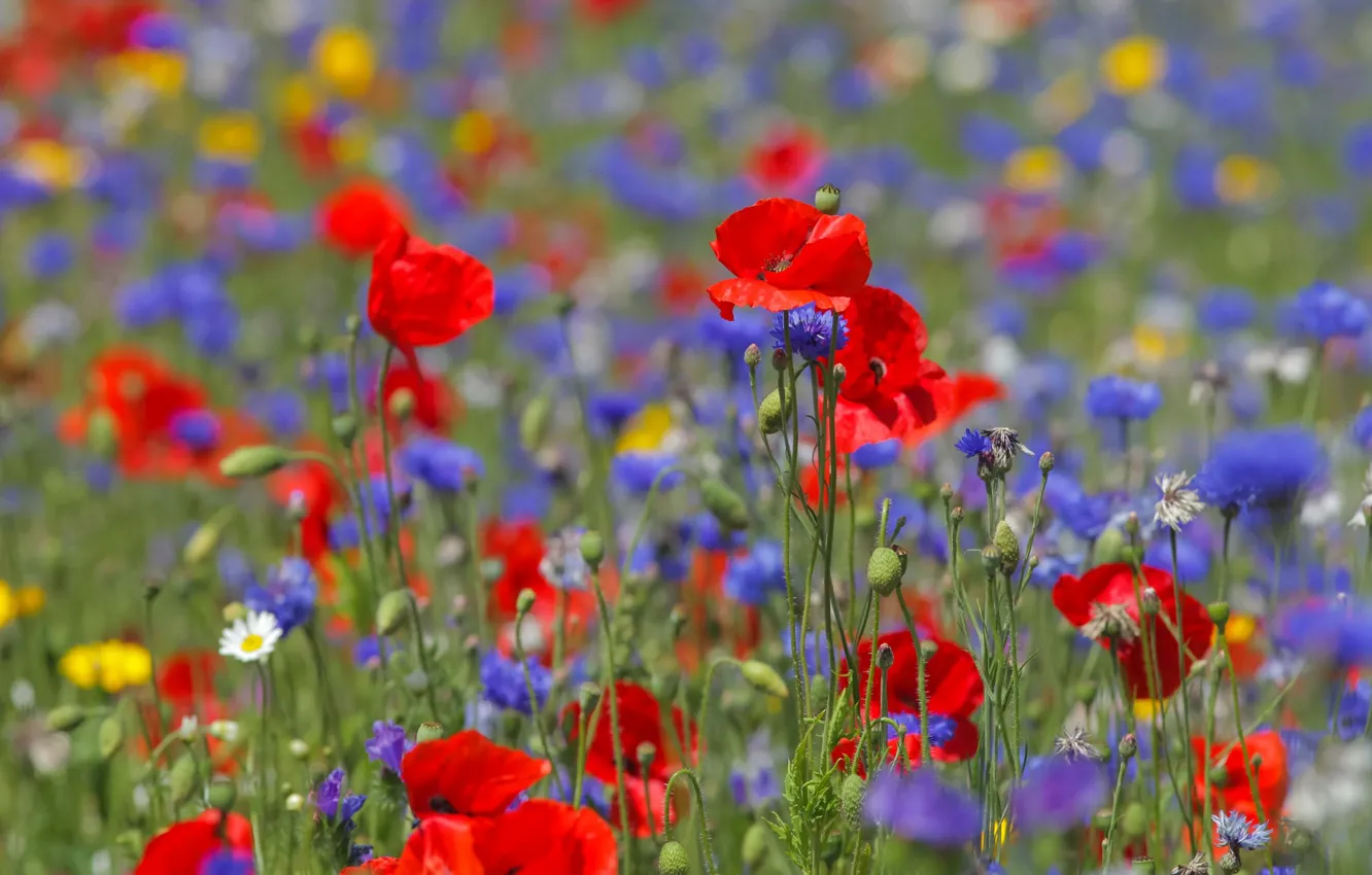 Photo wallpaper summer, flowers, red, nature, Maki, field, different, lilac
