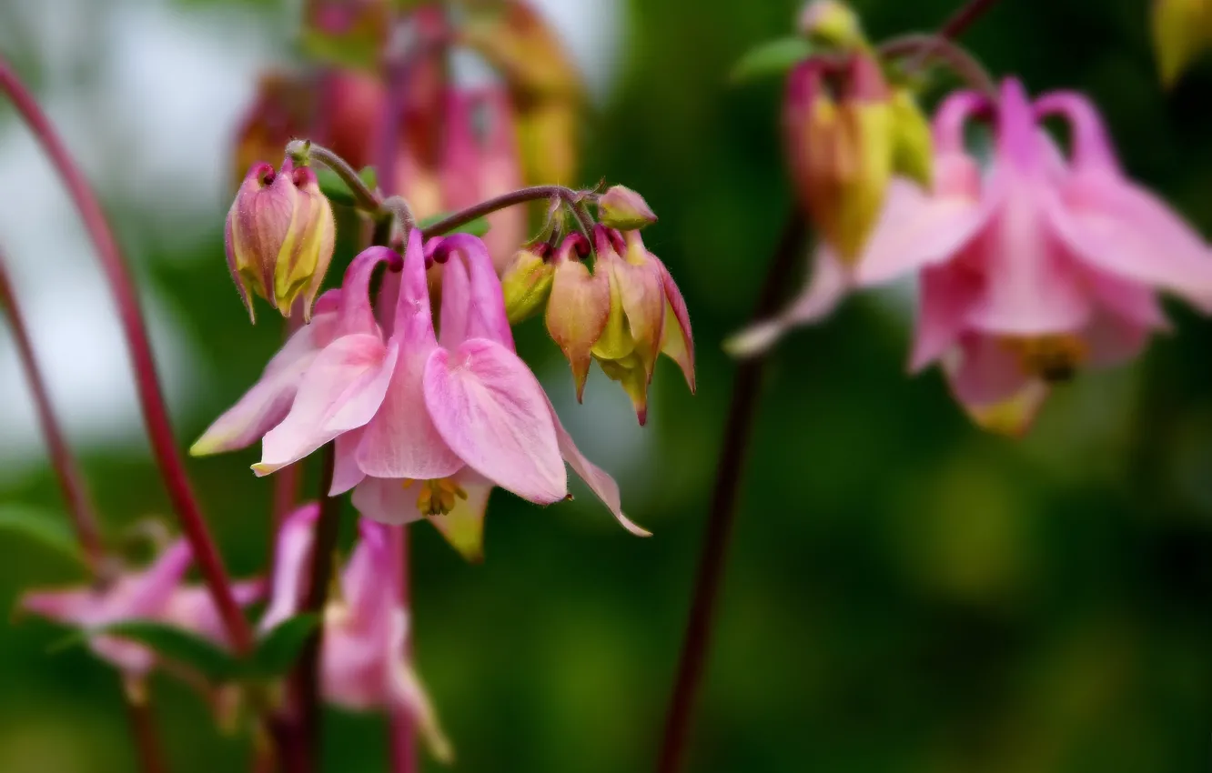 Photo wallpaper flowers, nature, spring, Aquilegia