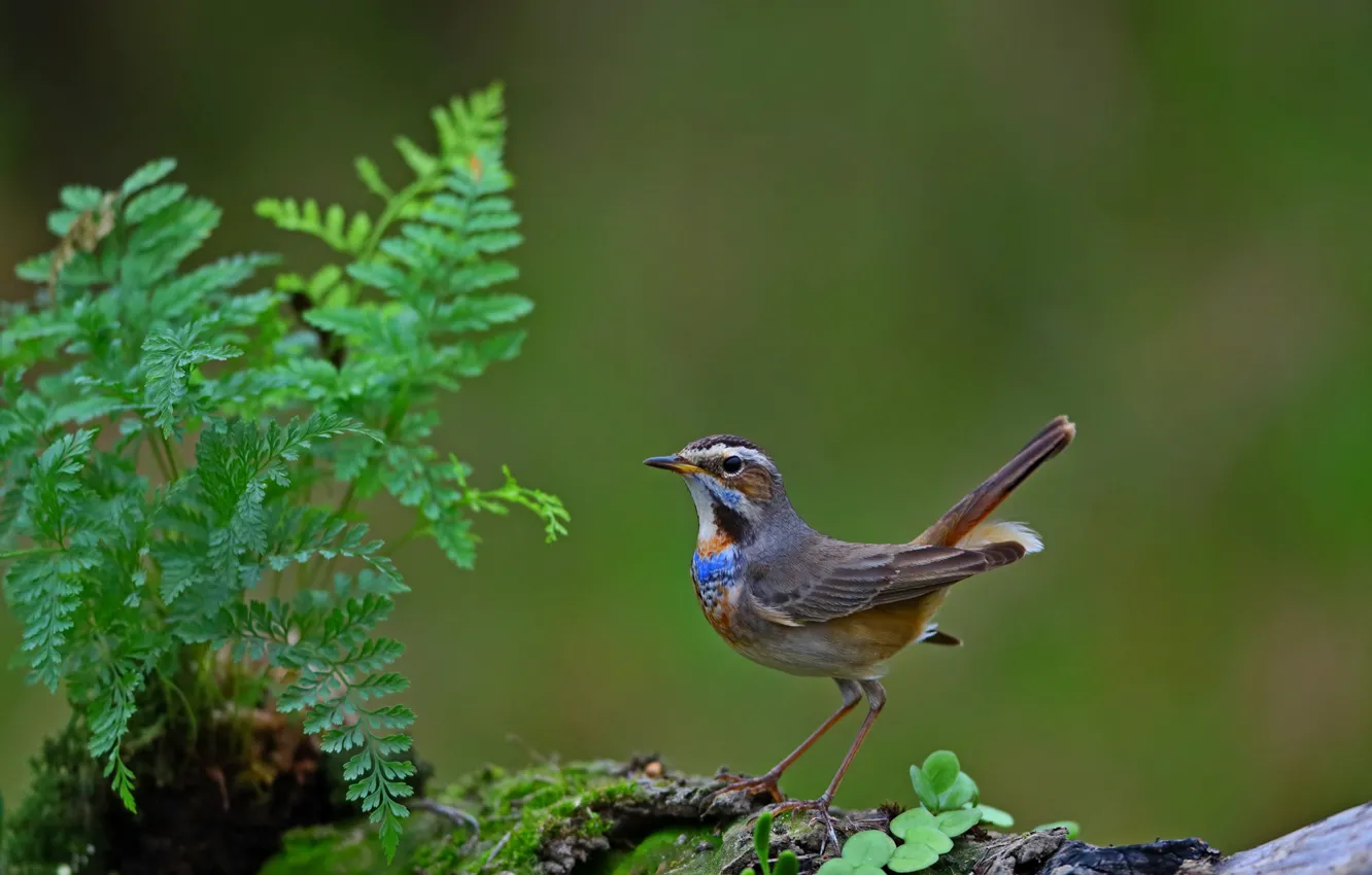 Photo wallpaper bird, bird, Bluethroat