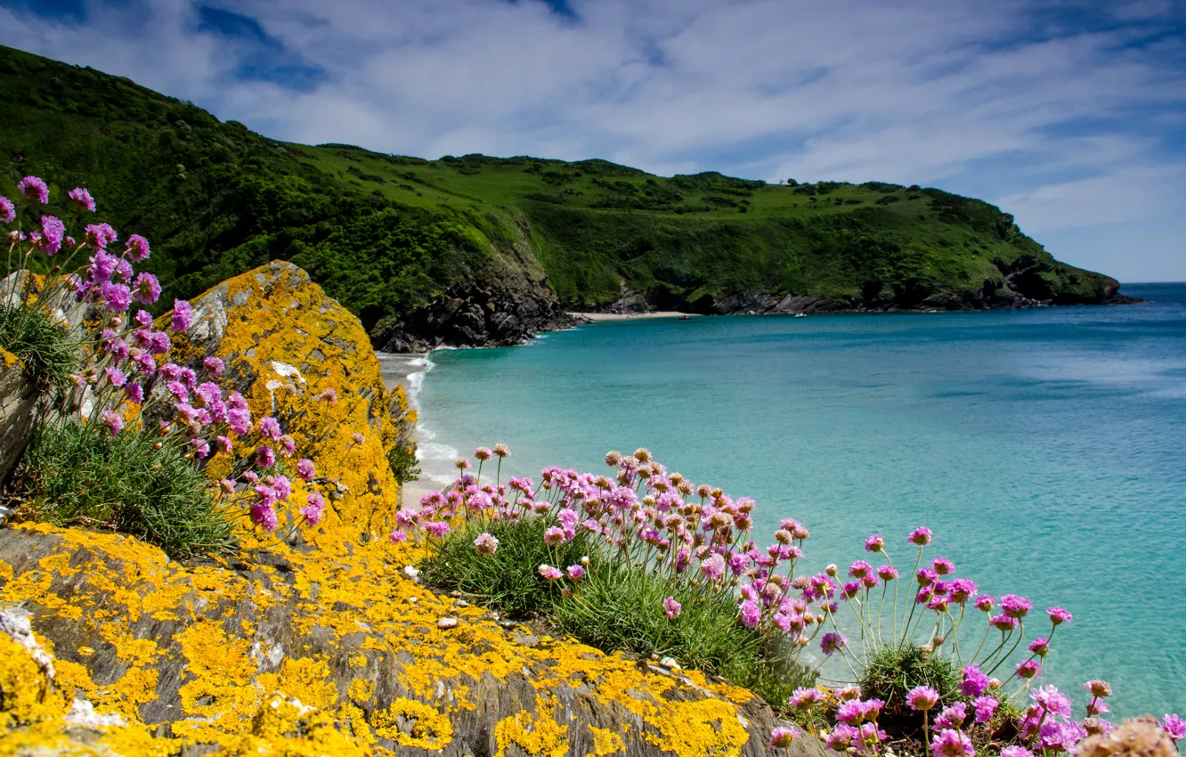 Photo wallpaper sea, flowers, stones, rocks, coast, UK, Cornwall, Trifolium