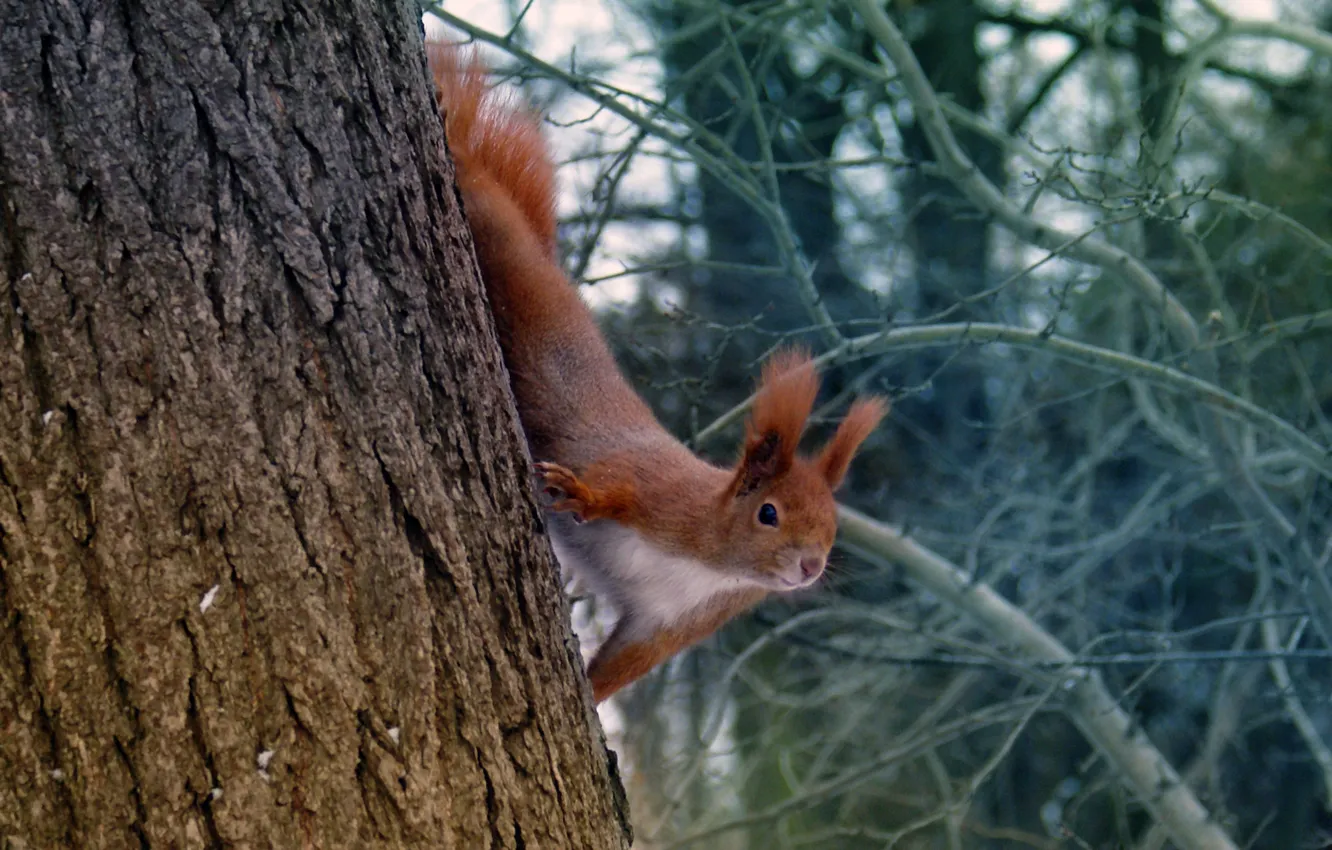 Photo wallpaper winter, trees, branches, red, squirrel