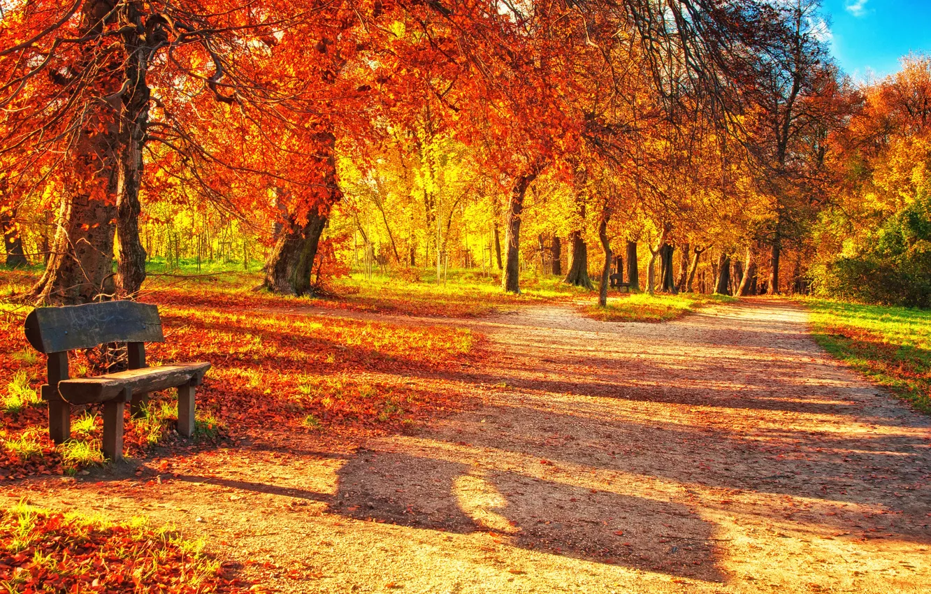 Photo wallpaper leaves, trees, landscape, bench, nature, trees, landscape, nature, beautiful, beautiful, leaves, bench, Autumn Park, Autumn …