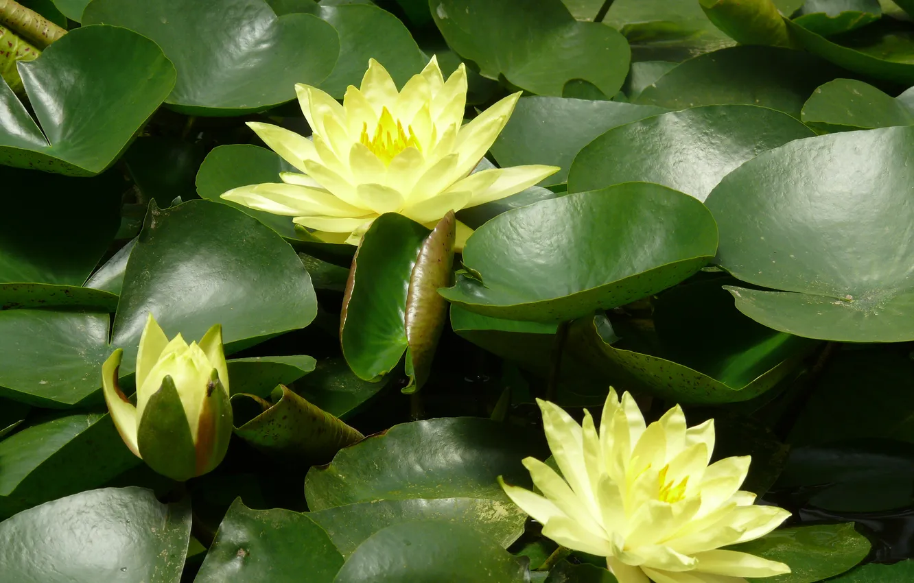Photo wallpaper flowers, water lily, water flower