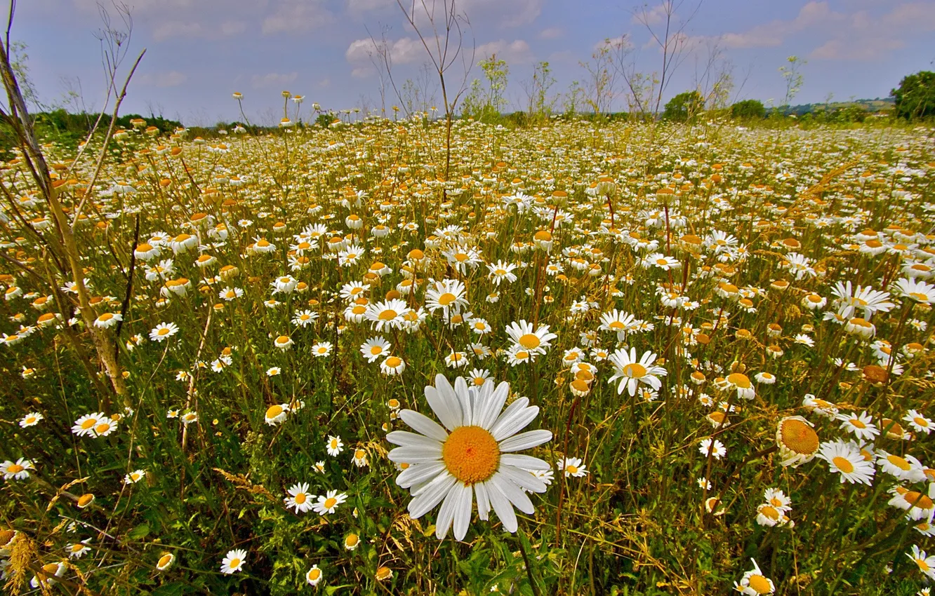 Photo wallpaper grass, green, background, glade, chamomile, white, lawn