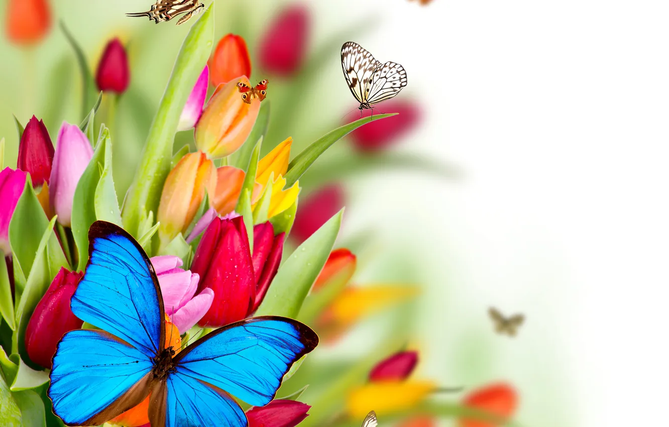 Photo wallpaper flowers, collage, butterfly, wings, tulips, moth