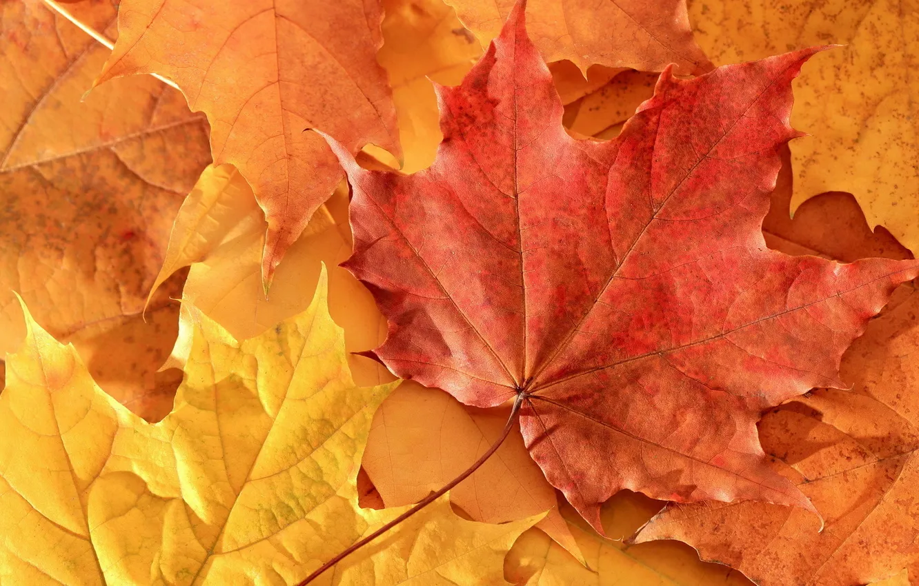 Photo wallpaper autumn, leaves, orange