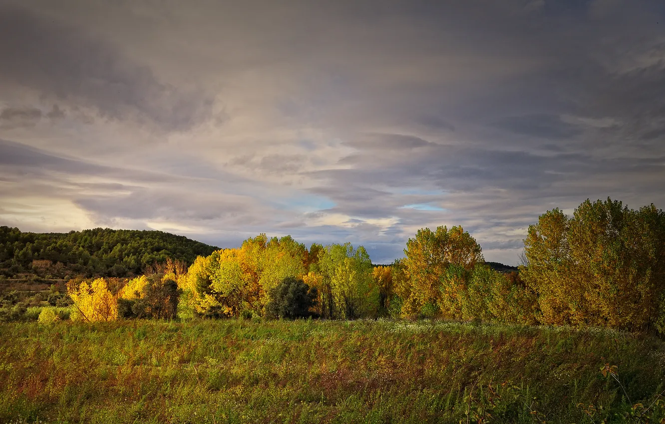 Photo wallpaper autumn, forest, the sky, trees
