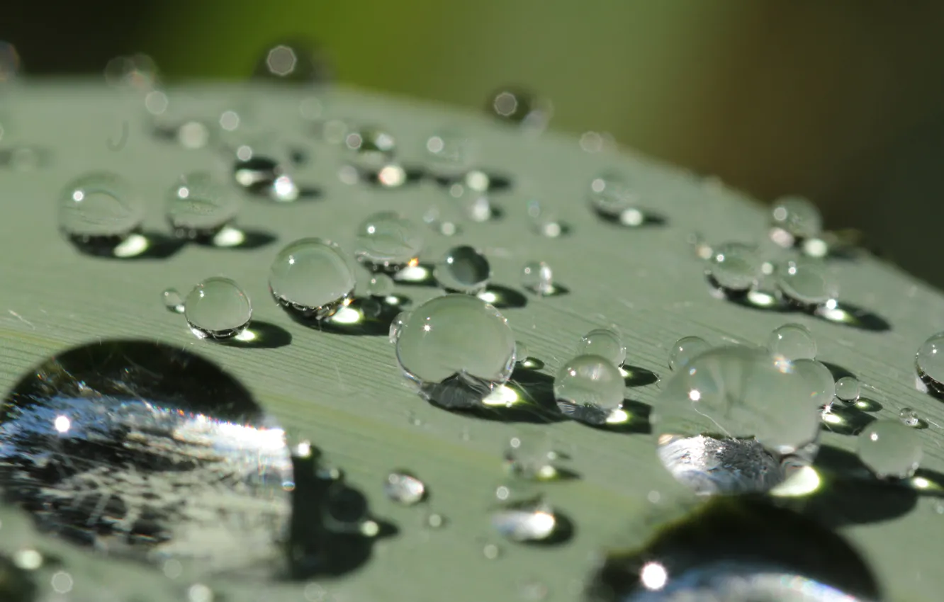 Photo wallpaper water, drops, after the rain, macro