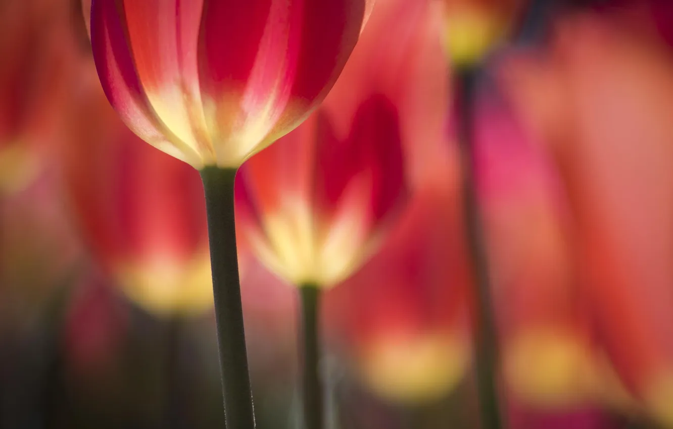 Photo wallpaper flowers, spring, tulips, flowerbed
