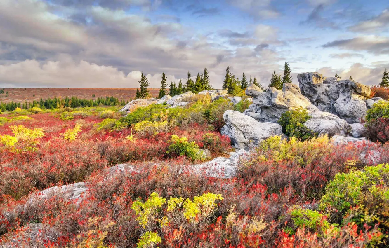 Photo wallpaper grass, flowers, stones, USA, West Virginia, reserve, Bear Rocks Preserve