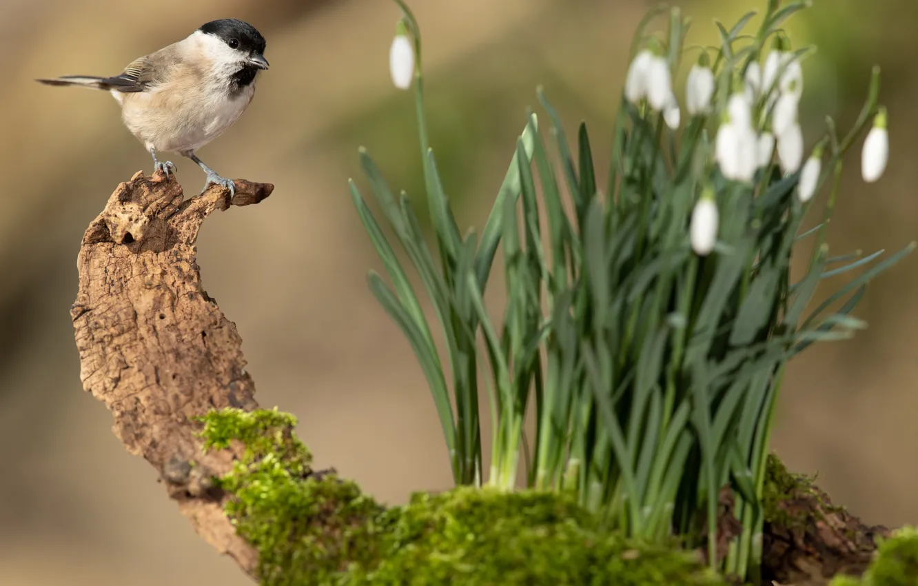 Photo wallpaper flowers, bird, moss, snowdrops, snag, bokeh, tit, Black-headed tit