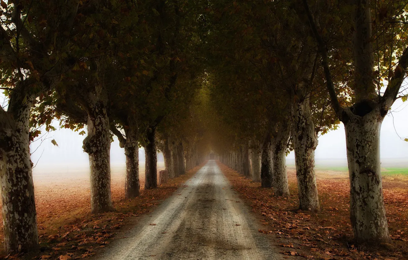 Photo wallpaper road, autumn, fog