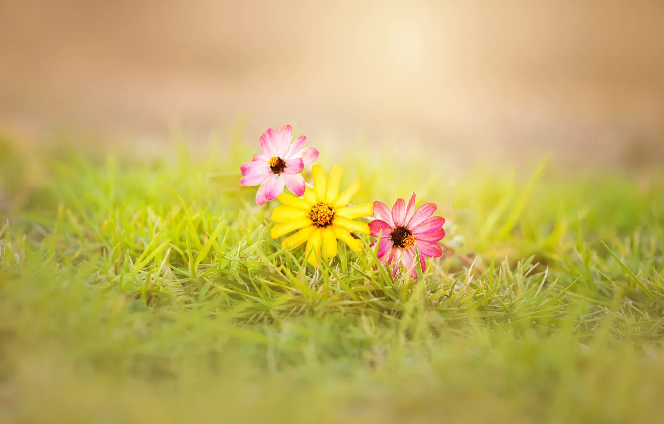 Photo wallpaper grass, flowers, sunny