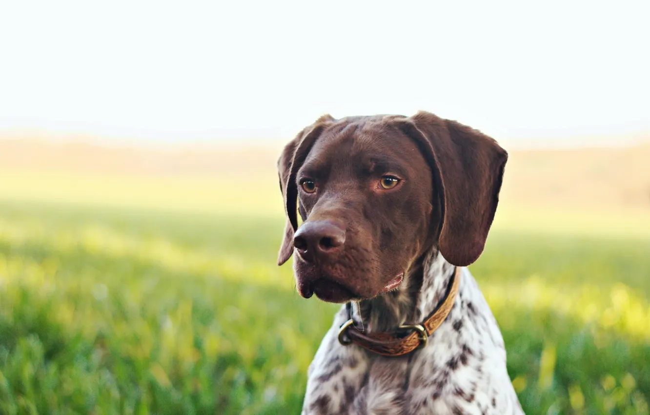 Photo wallpaper background, dog, French Pointer