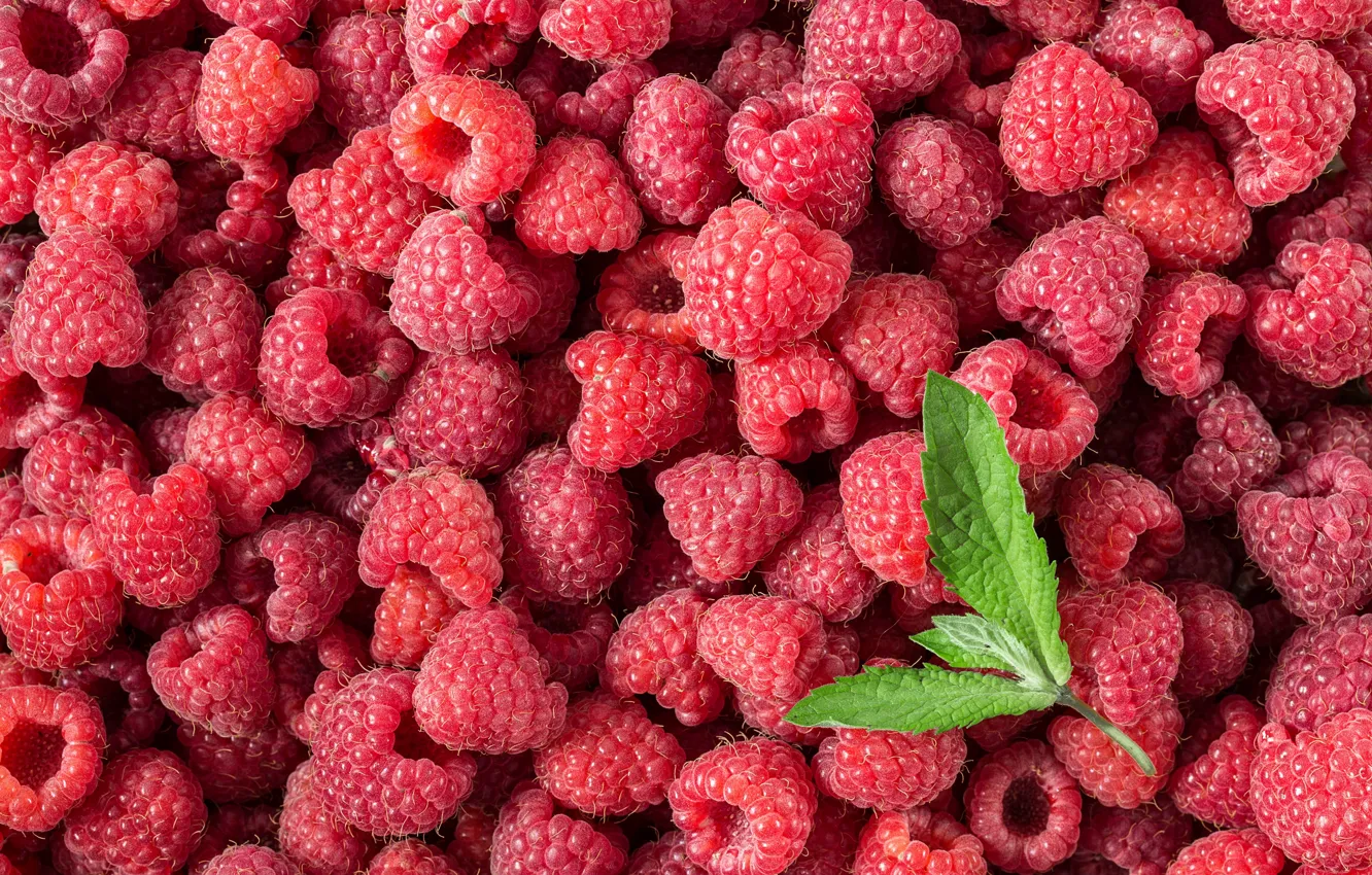 Photo wallpaper berries, raspberry, background, red, fresh, background, berries, raspberry