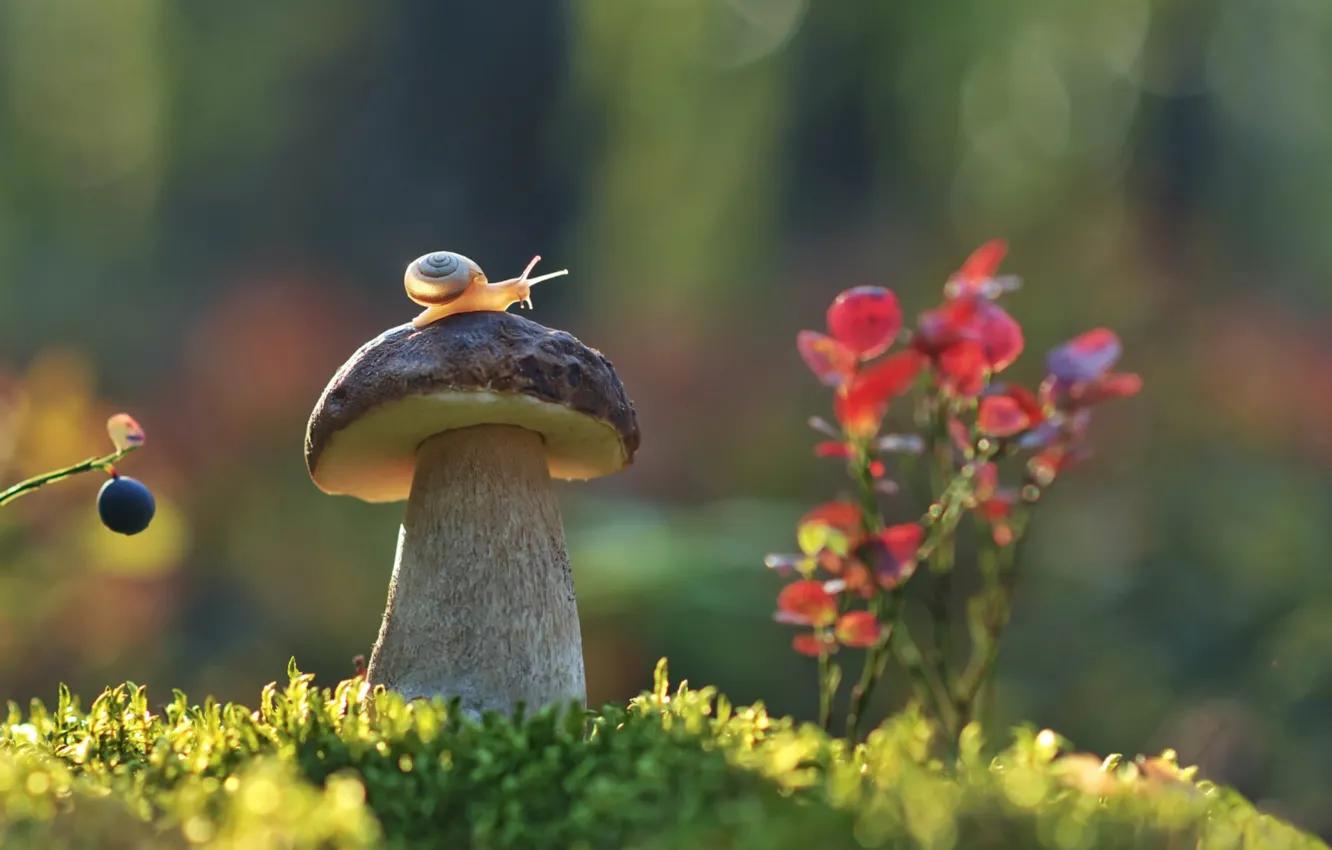 Photo wallpaper mushrooms, snail, bushes, Borovik