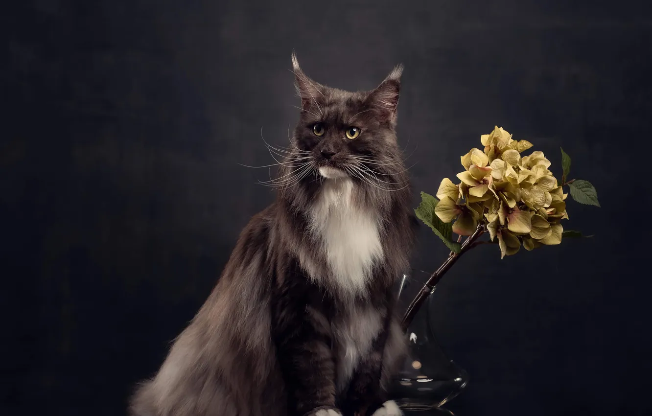 Photo wallpaper cat, cat, look, pose, face