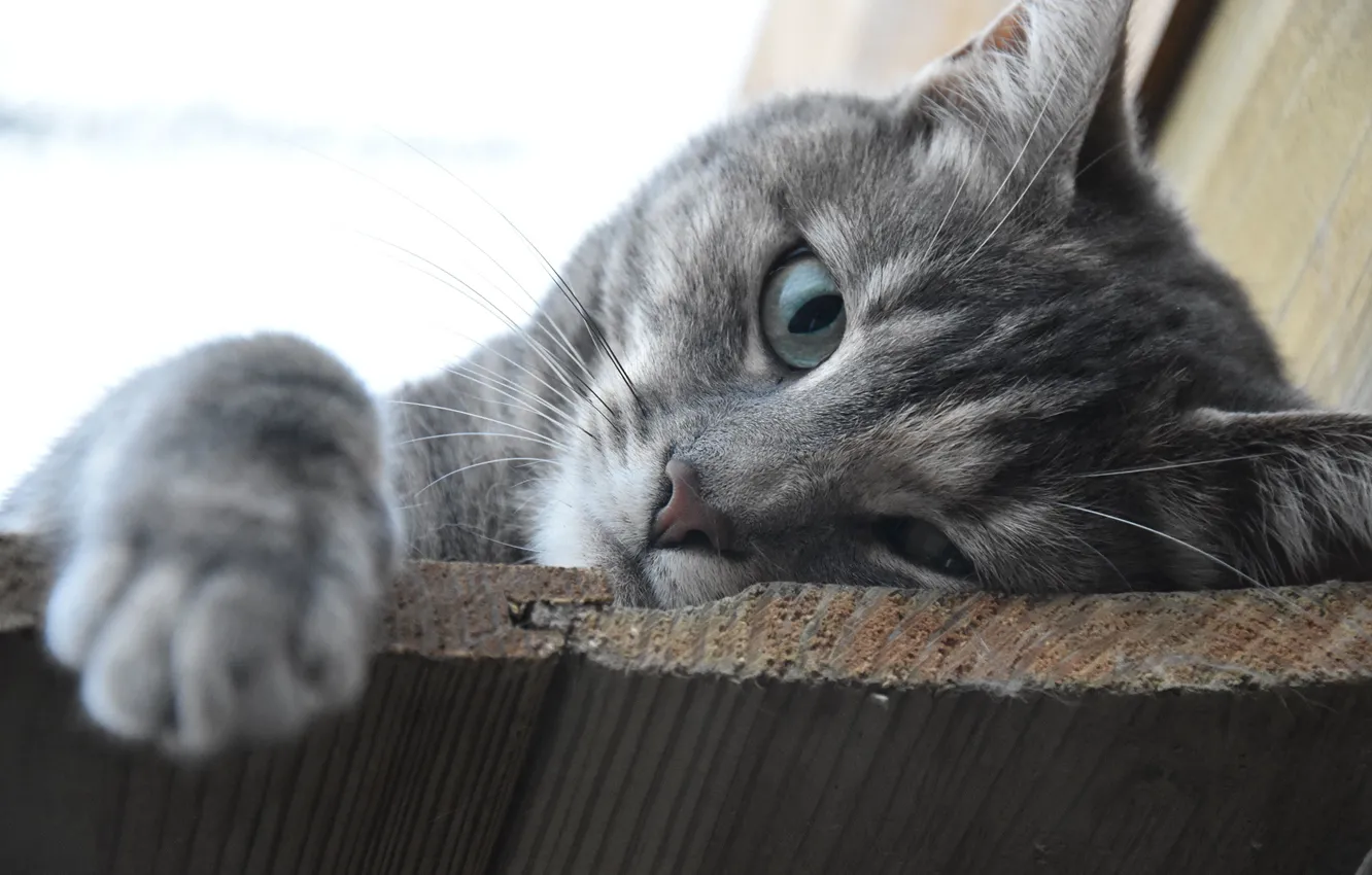 Photo wallpaper eyes, cat, face