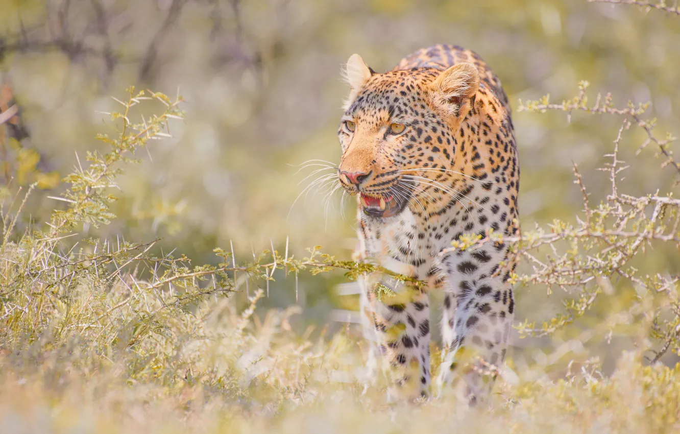 Photo wallpaper predator, leopard, wild cat