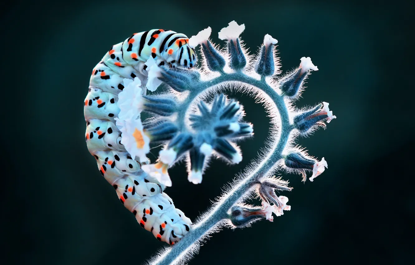 Photo wallpaper macro, caterpillar, heart, plant, stem, insect