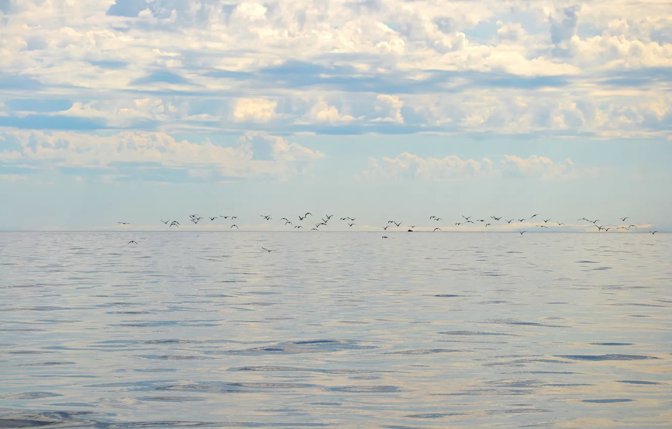 Photo wallpaper sea, the sky, clouds, bird, horizon