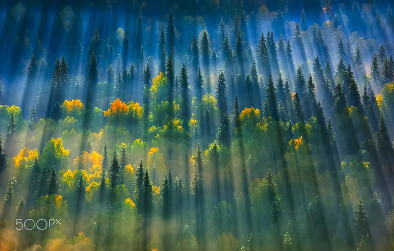 Photo wallpaper autumn, forest, light, trees, nature, haze