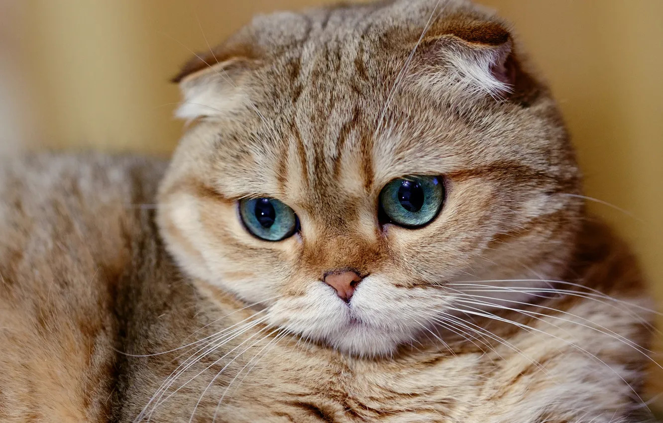 Photo wallpaper cat, muzzle, Scottish fold, Scottish fold cat