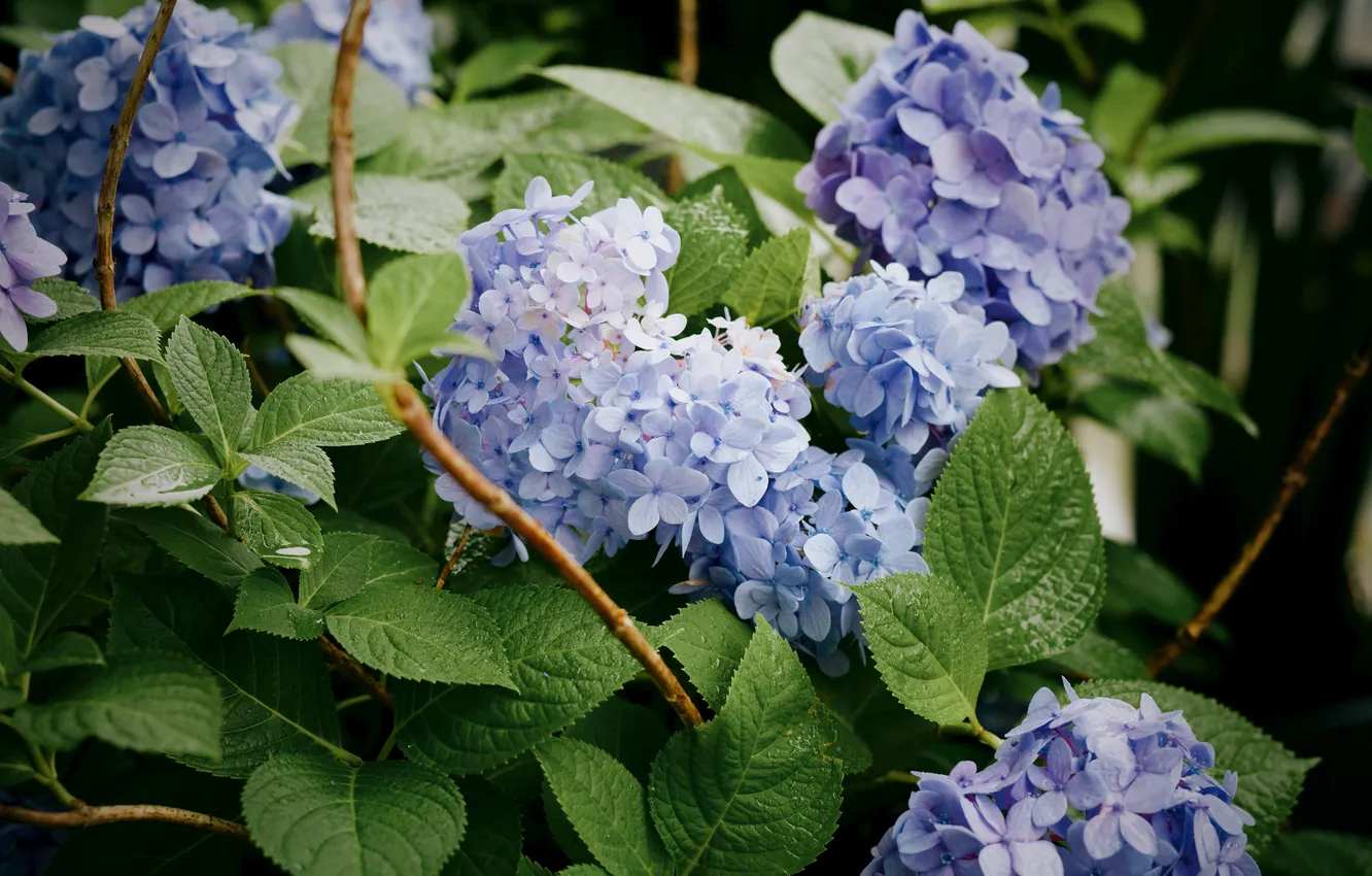 Photo wallpaper spring, lilac, shrub, botany