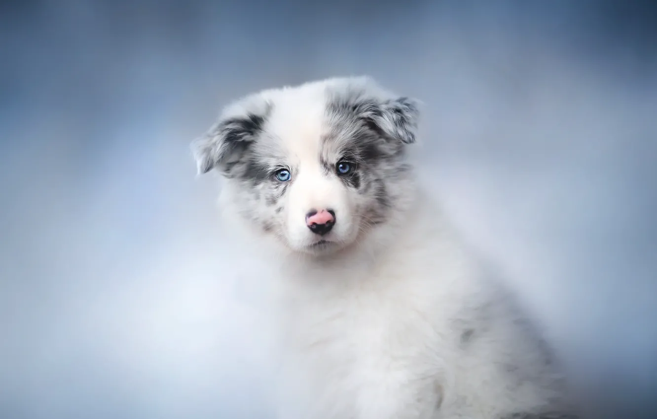 Photo wallpaper house, dog, puppy, The border collie