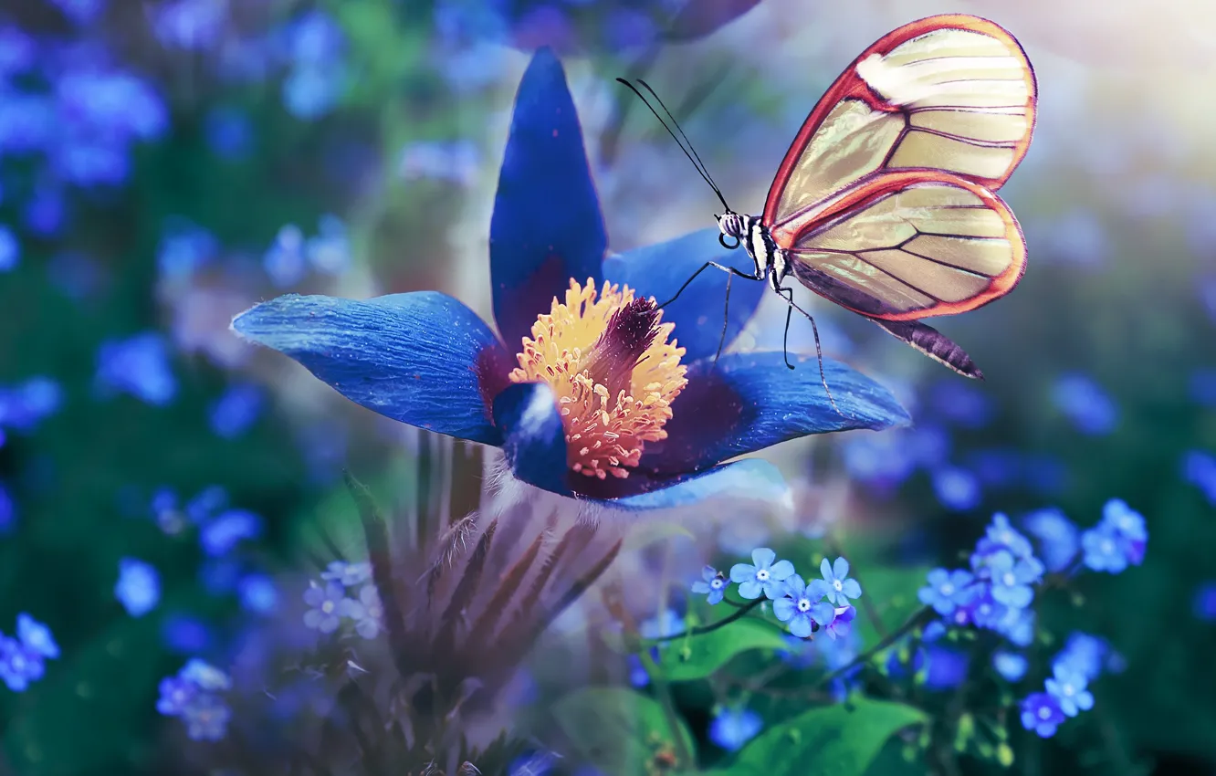 Photo wallpaper flower, macro, flowers, blue, butterfly, treatment, spring, blue