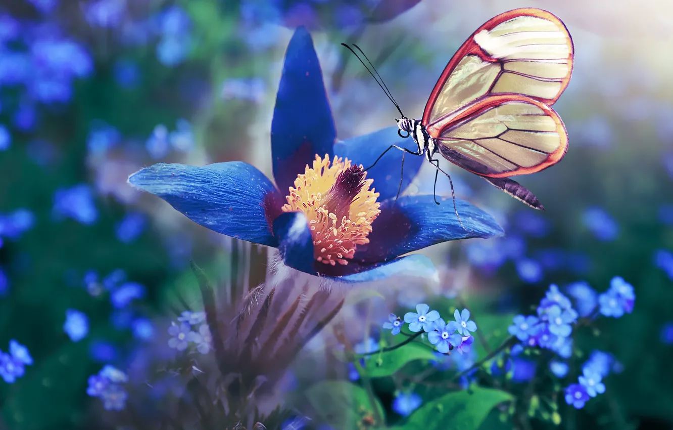 Photo wallpaper macro, flowers, blue, blue, butterfly, treatment, spring, forget-me-nots