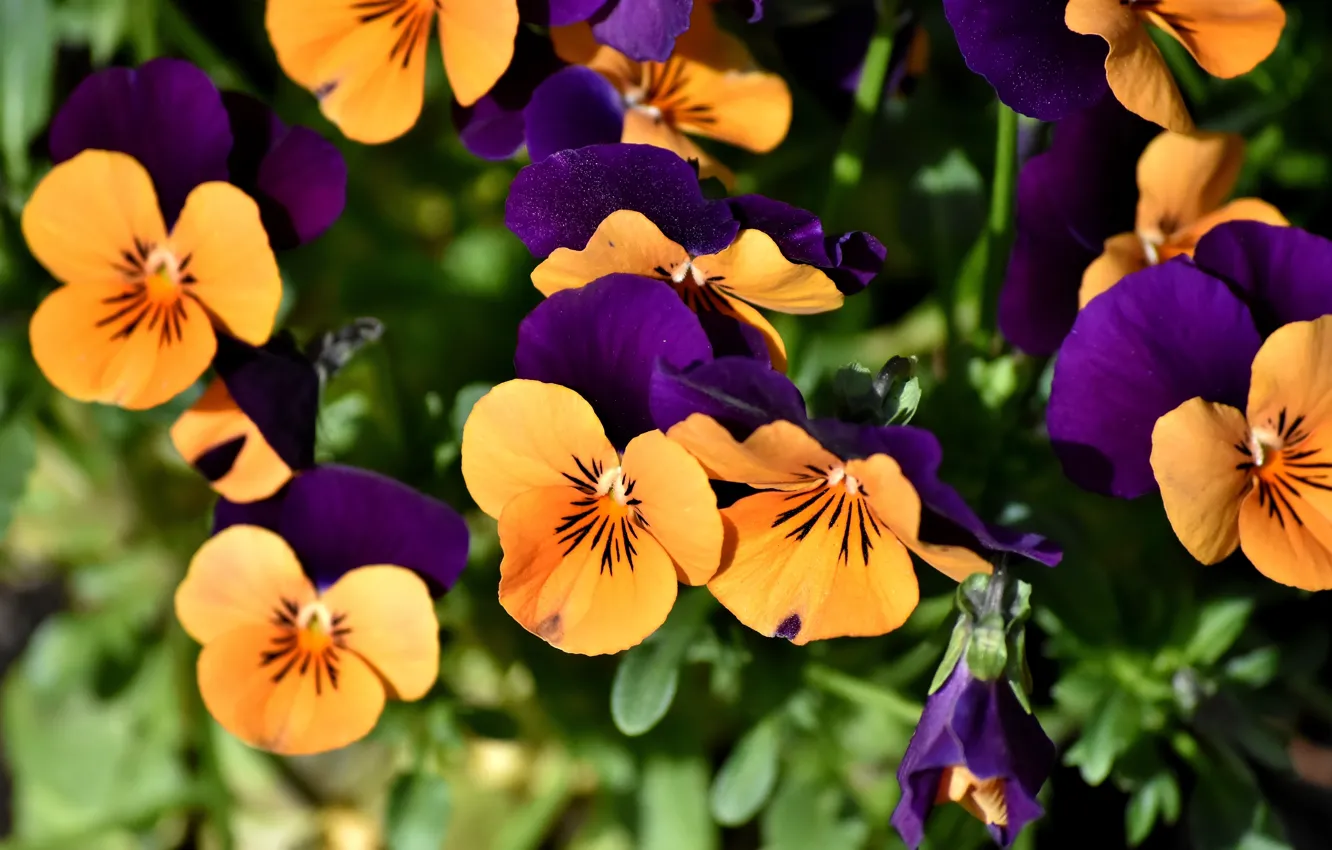 Photo wallpaper flowers, flowerbed, Pansy