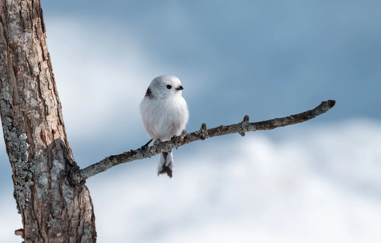 Photo wallpaper branches, bird, bird, pichuga, polovnik