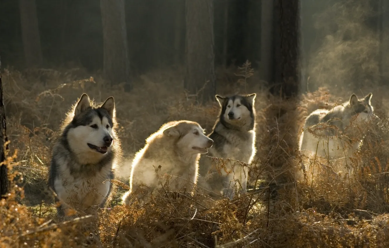 Photo wallpaper forest, pack, wolves