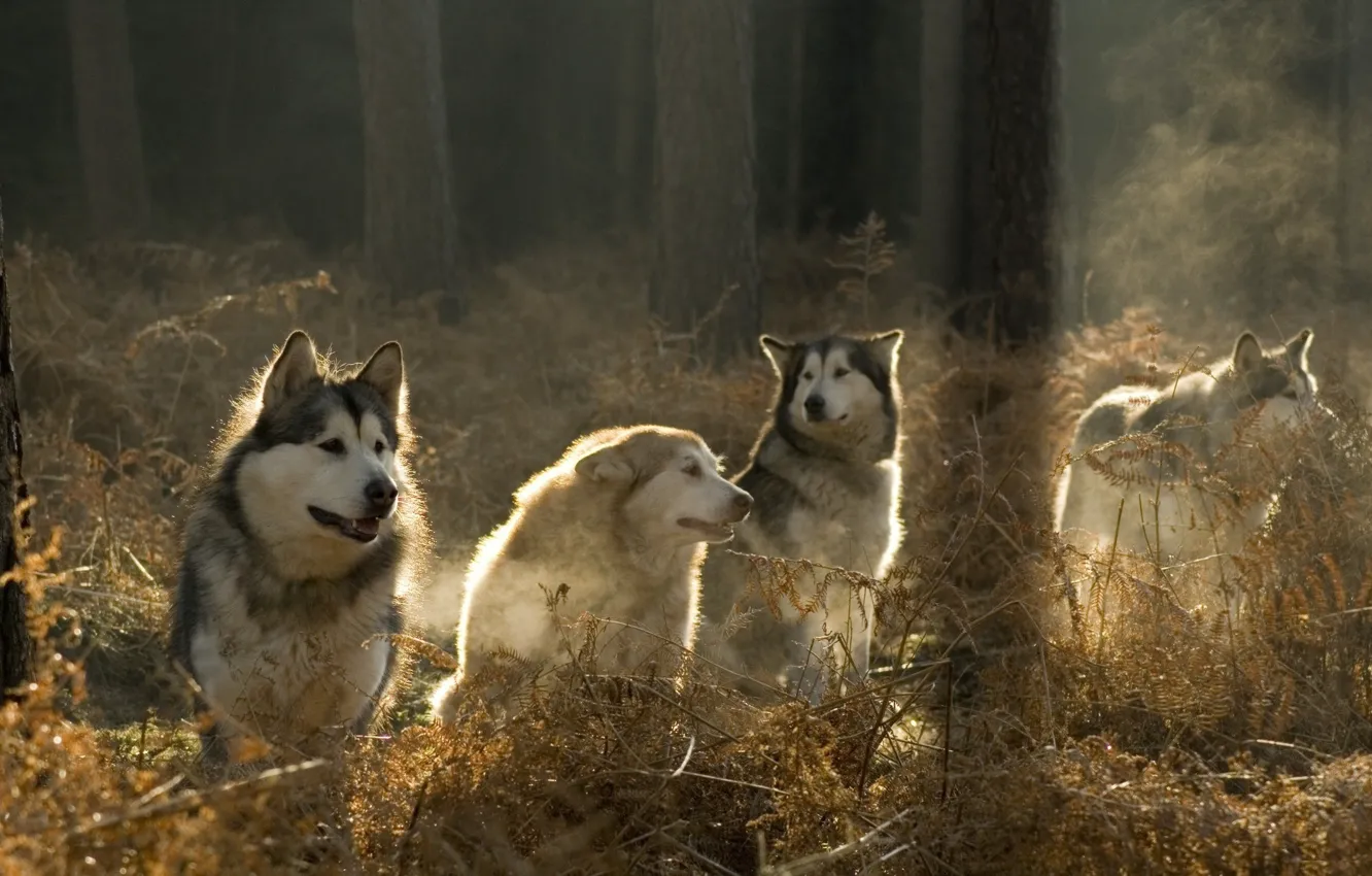 Photo wallpaper forest, wolf, pack