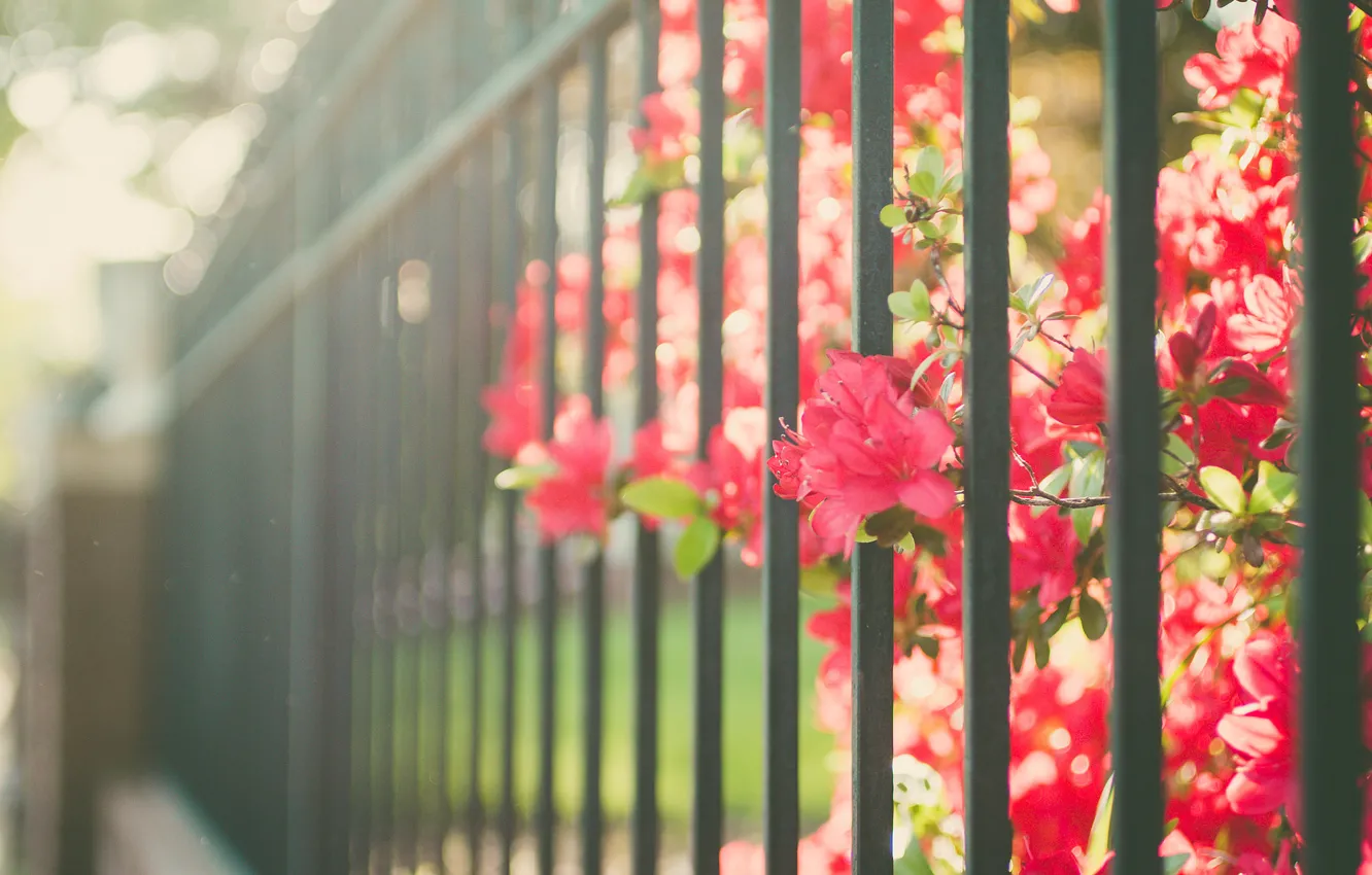 Photo wallpaper flowers, red, the fence, fence, petals