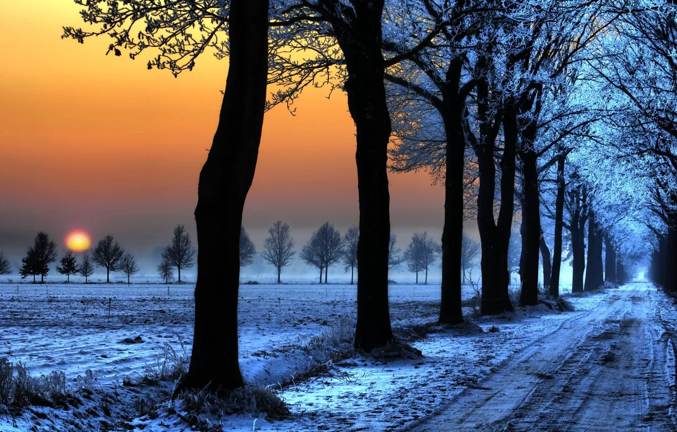 Photo wallpaper road, snow, traces, Winter, trees