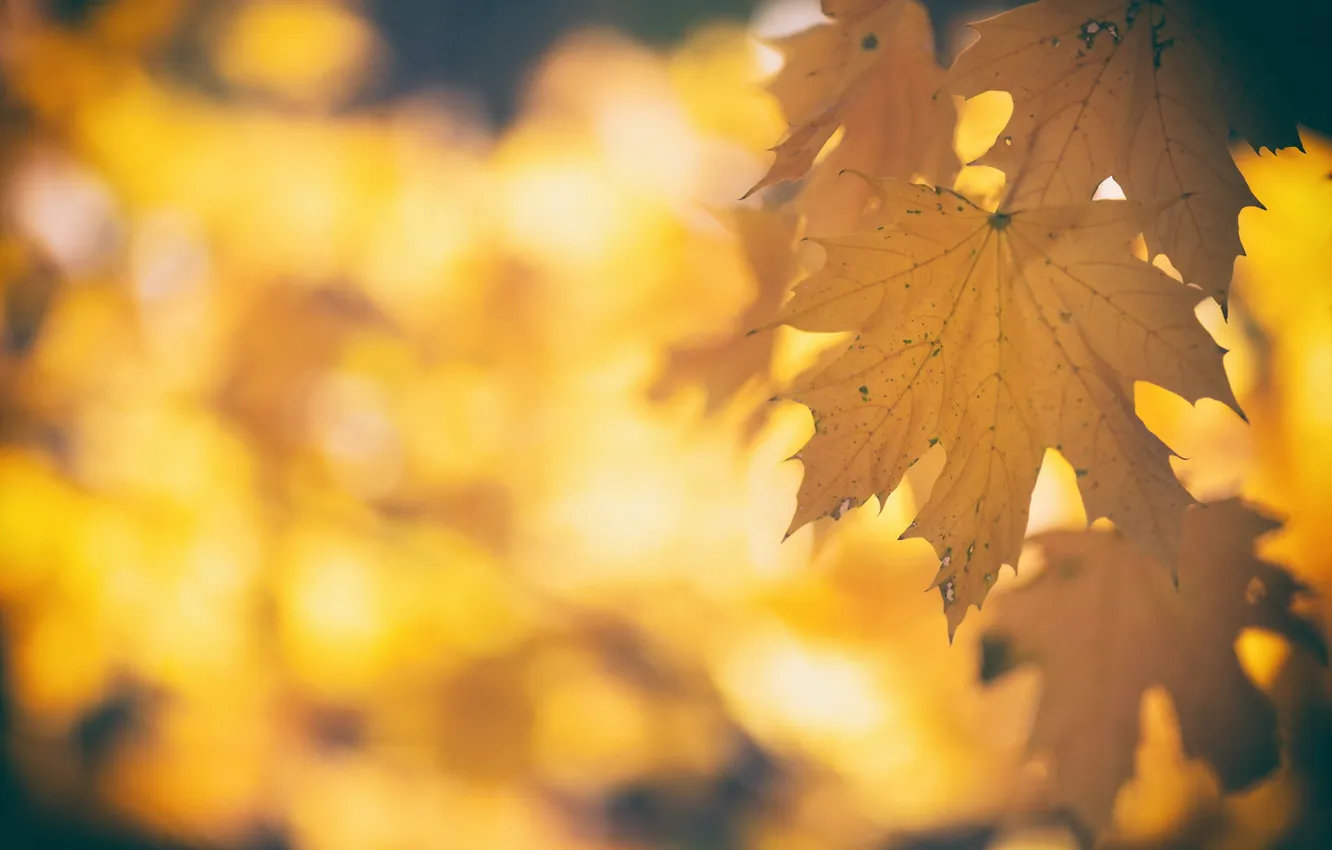 Photo wallpaper autumn, leaves, nature