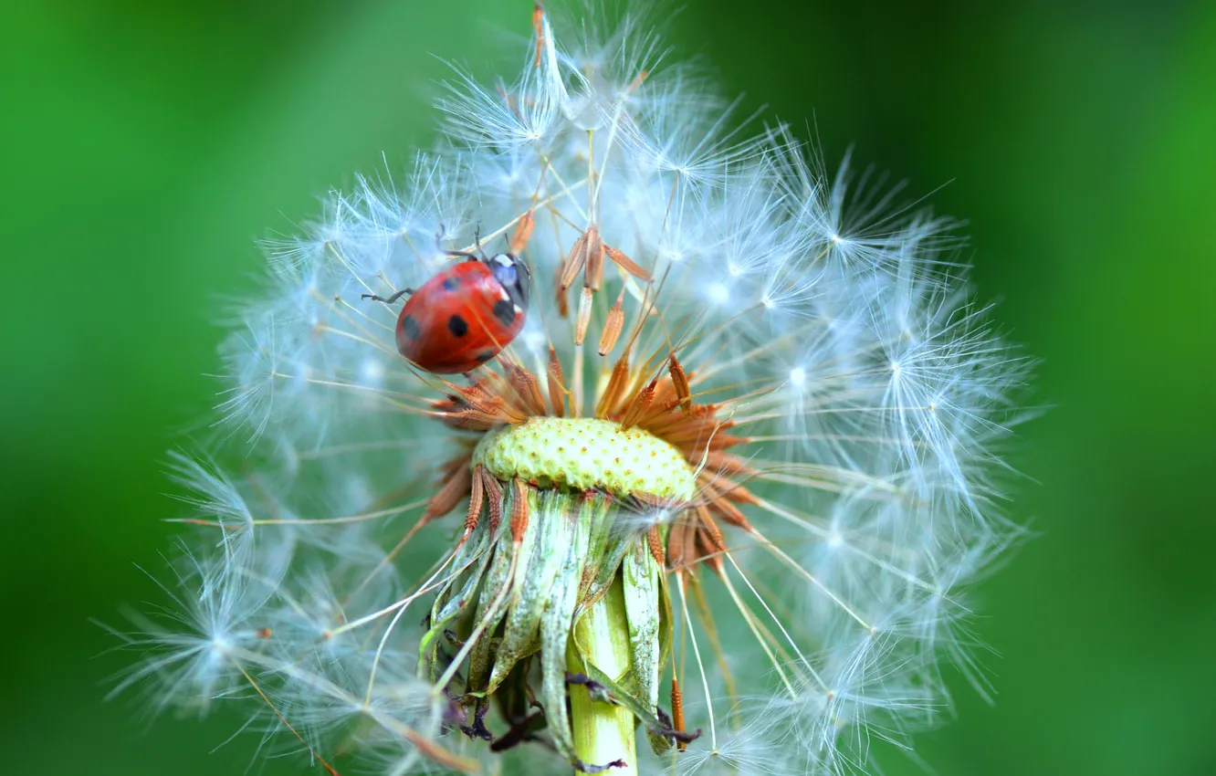 Photo wallpaper flowers, dandelion, ladybug, insect, blade of grass